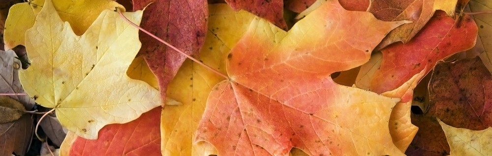Maple leaves on forest floor in autumn-1