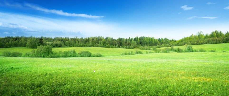field of grass and perfect sky schmal
